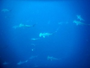 Walls of hammerheads....one dive out of two minimum...