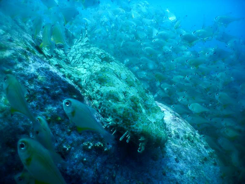 Wobbegong shark surrounded by few fishes...