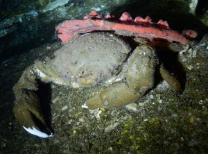 Nice big crab in the cave..