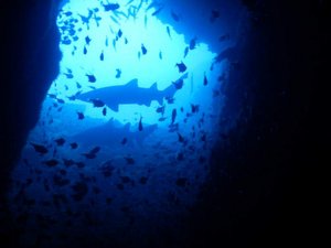 If I do tell you the grey nurse shark make it into the cave too...want to join?