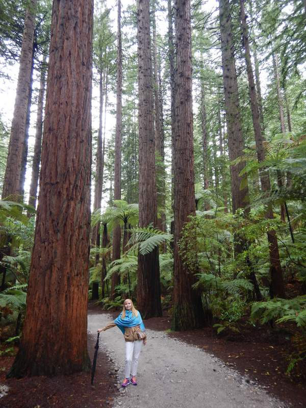 Amazig trees at the Redwood forest