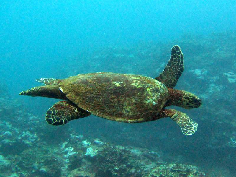 Diving is below par, but they have many turtles...