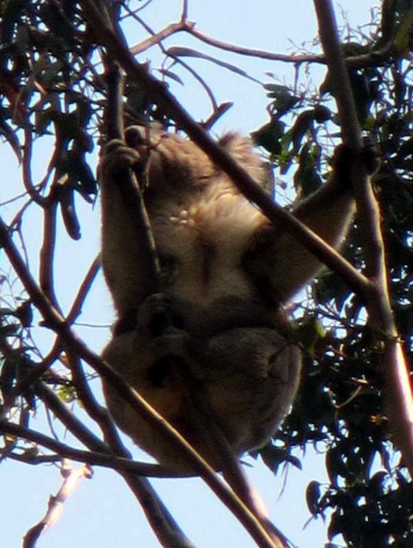 Koala in the wild...high in the trees...