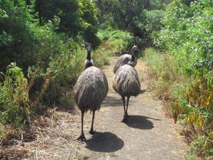 Emus on a strall....