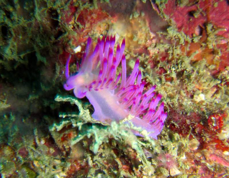nudibranch...
