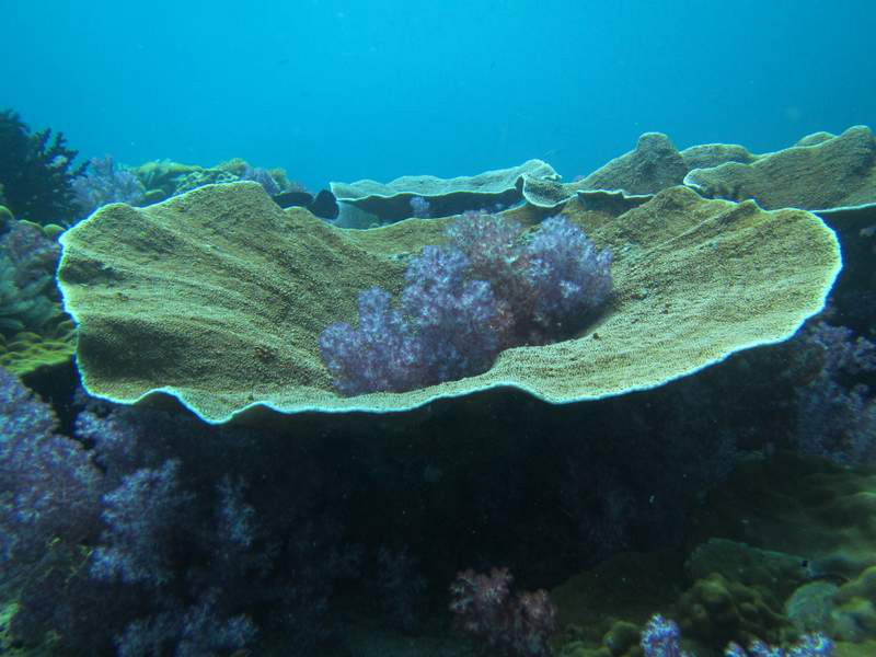 Healthy corals