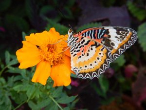 Beautiful butterfly!