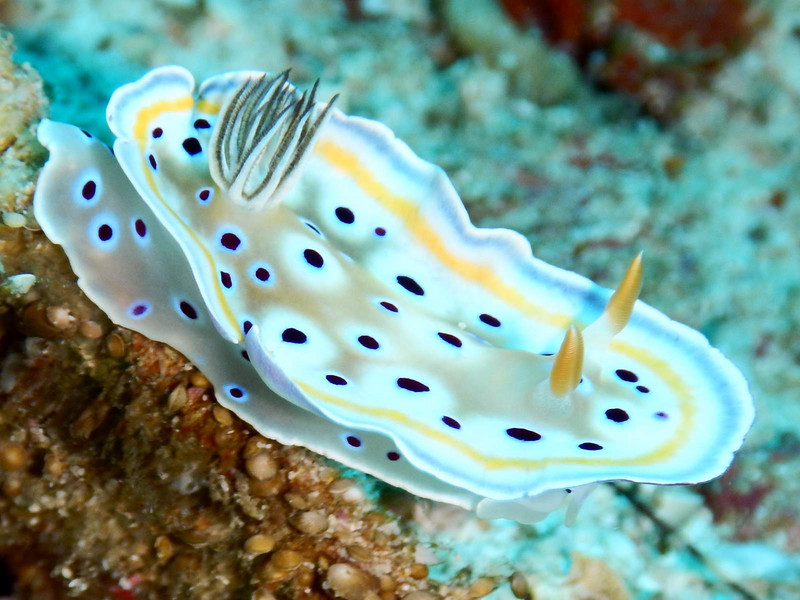 Nudibranches...all over the place!
