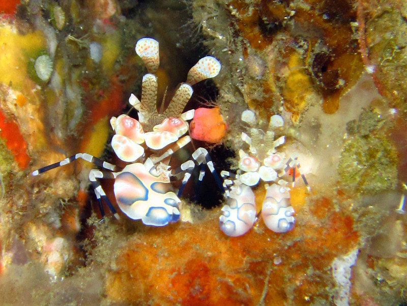 Harlequin Shrimp....a pretty rare sighting! Have to find them first!
