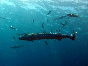 The only giant barracuda we encountered!