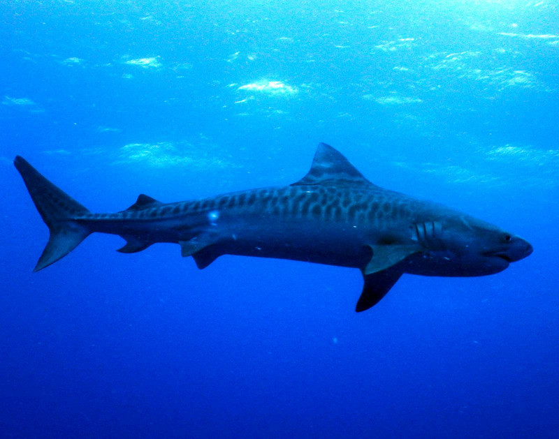 Tiger shark on a baited dive...