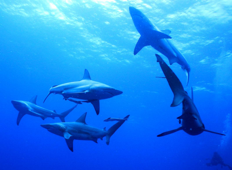 Mainly oceanic black tips