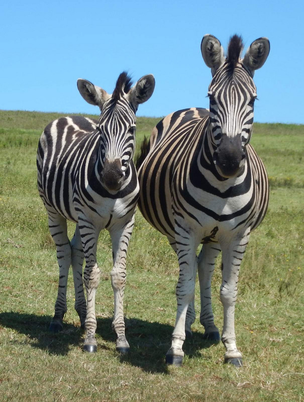 Zebras at Tala