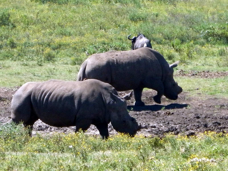 Rhinos at Tala private game reserve...