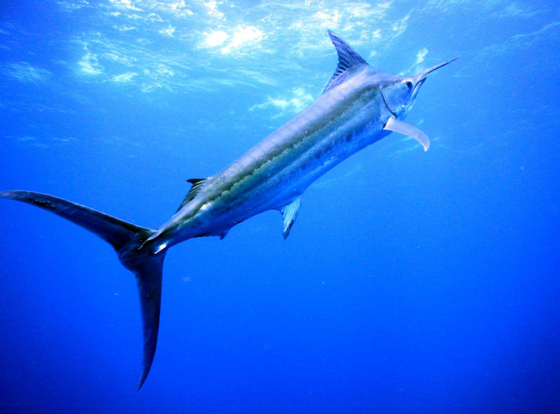 Blue Marlin....a perfect moment, and a seriously rare one too!
