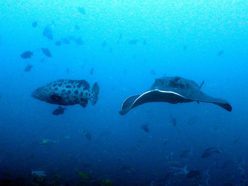 Grouper and ray in mid water...