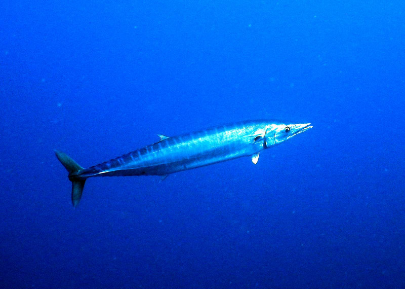 A Wahoo, my first sighting on Protea Banks!