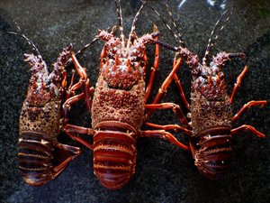 THe crayfish season is opened! 1st March till 1st November!