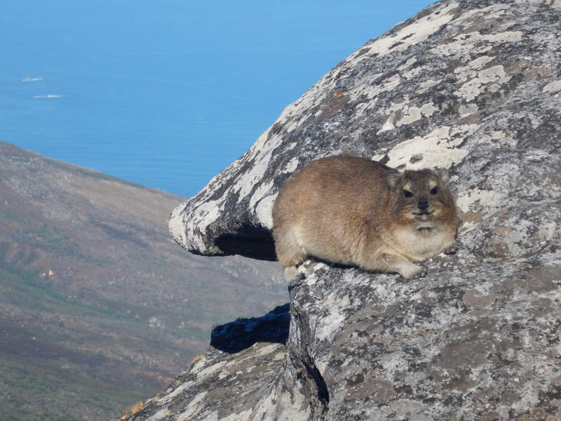 Dassies are not scared of altitude...at least not here!