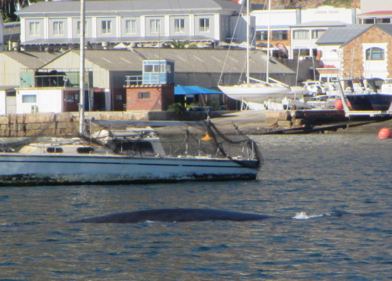 A whale, right in Simon's town harbour
