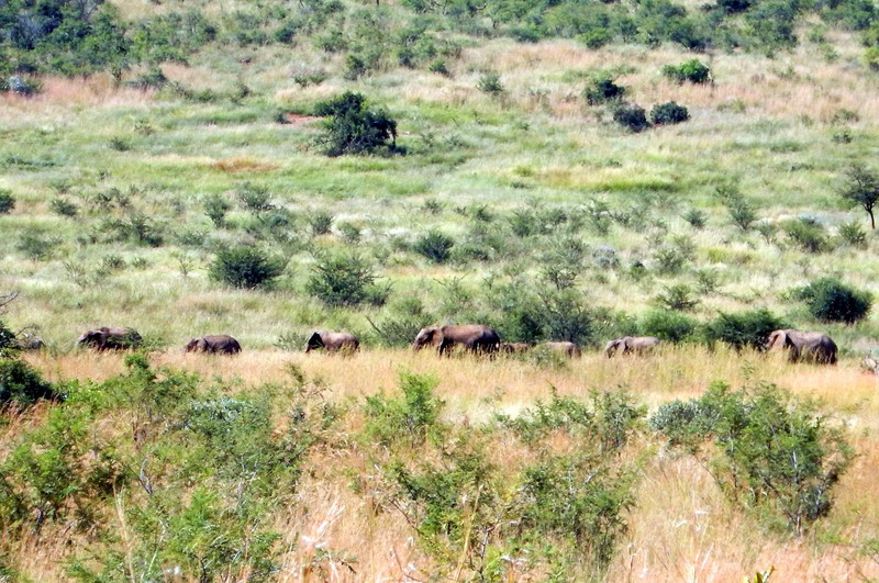 More elephants...