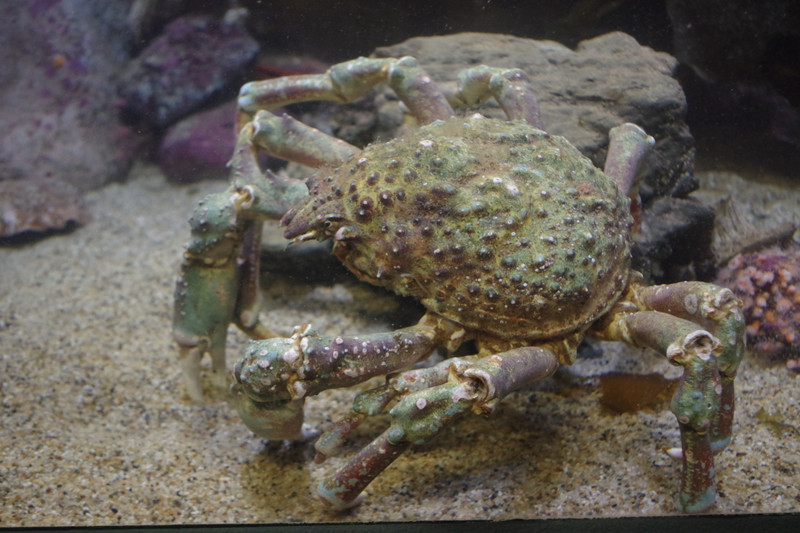 Sheep crab....Monterey aquarium....