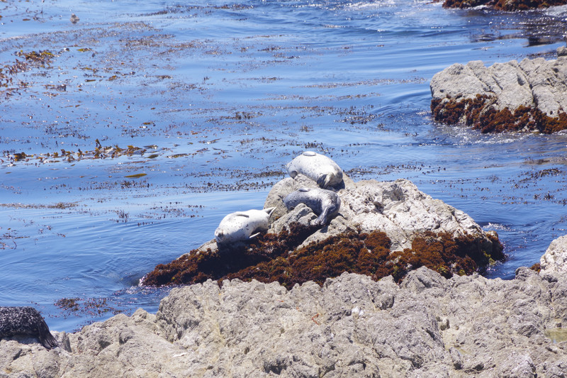 Seals along the 17 Mile drive...