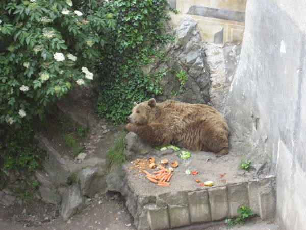 One of the very unhappy looking bears in the ‘moat’ of the castle