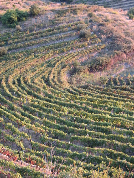 Vineyards in the sunset, Vis