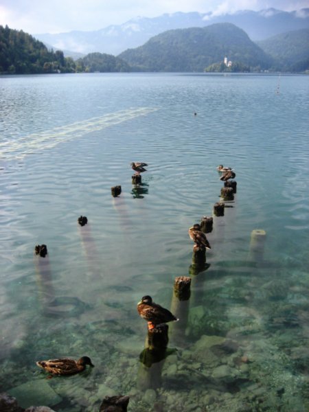 Ducks on Lake Bled