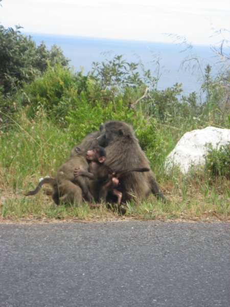 Roadside Baboons!