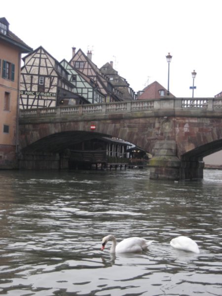 Strasbourg Swan
