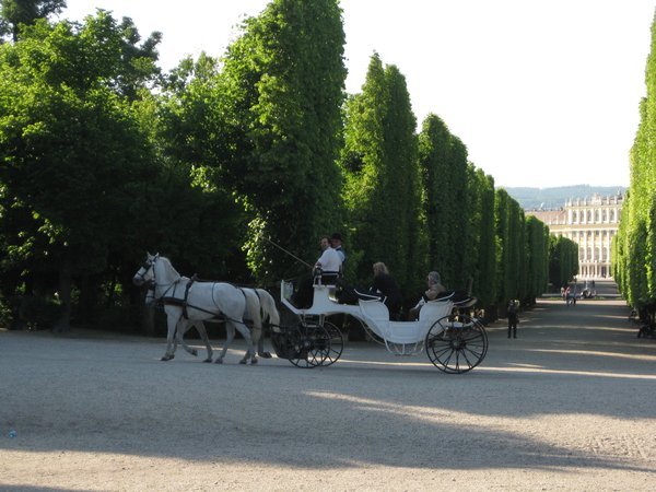 Schonbrunn Palace Horses