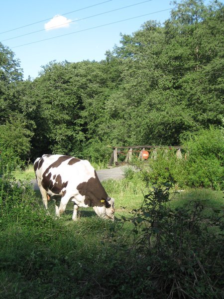 Lone Roadside Cow