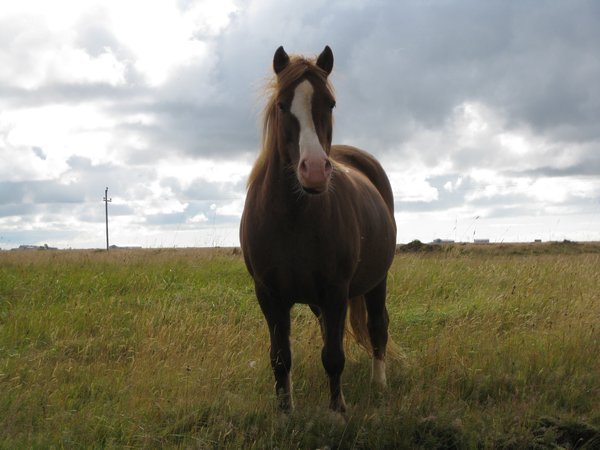Beautiful Icelandic Horse