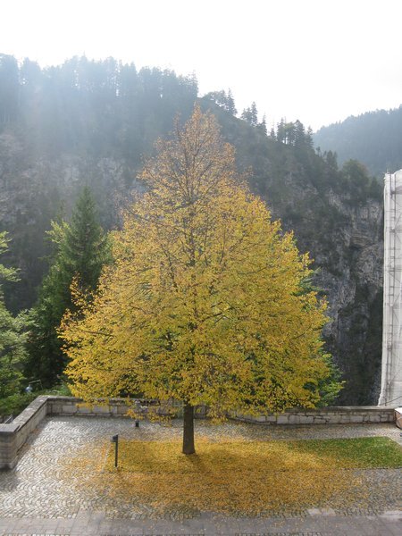 Autumn Tree in the Castle Courtyard