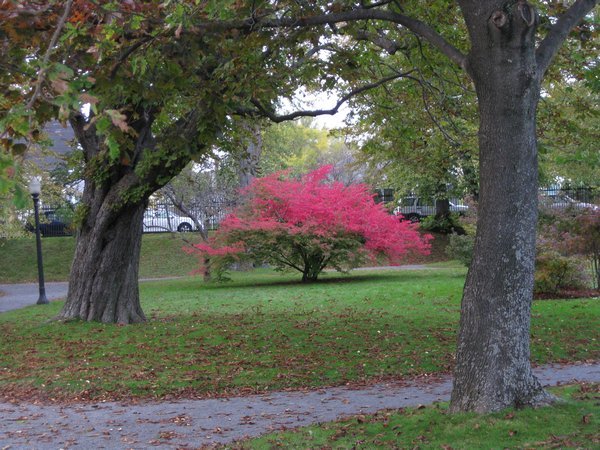 A Lone Red Tree in Halifax Public Gardens