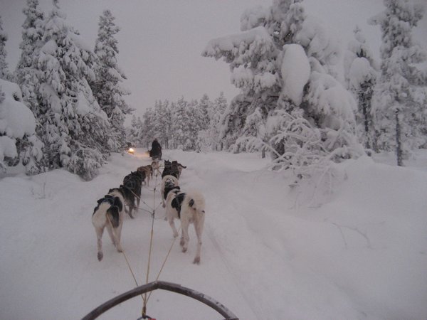 Huskie ride in the Arctic Circle winter, Kiruna, Sweden.