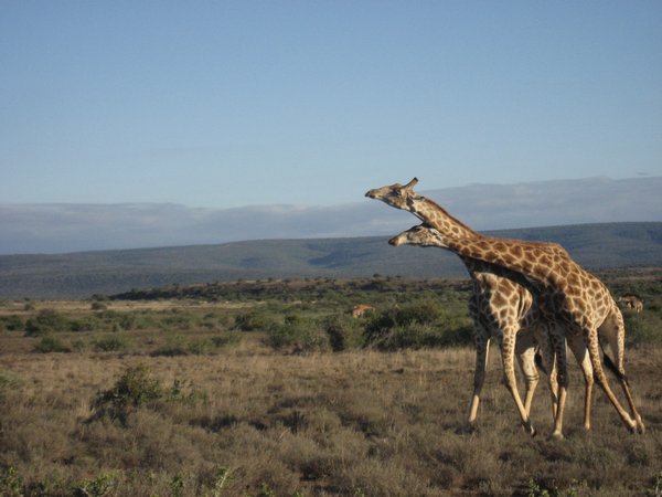 Catching a dazzle of zebras, a cheetah kill and dualing giraffes on safari, South Africa.
