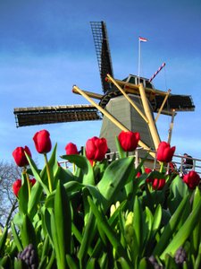 Windmills, Tulips...