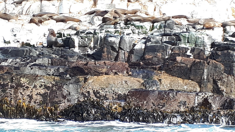 Seals - Bruny Island - Just Hanging Around