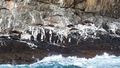 Seals - Bruny Island