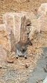 More than friendly Wallaby