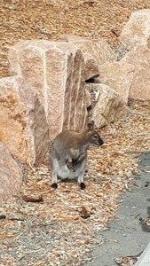 More than friendly Wallaby