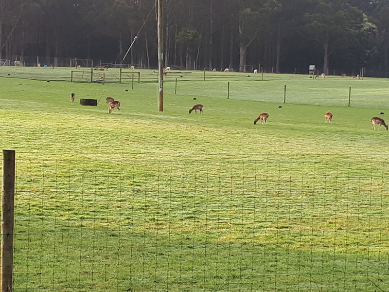 Deer Farming West Coast Tasmania