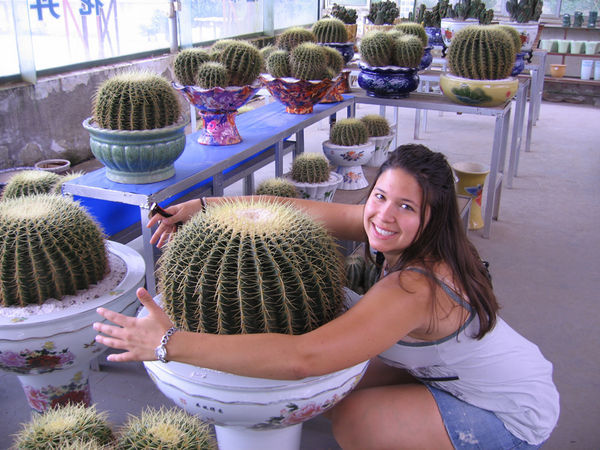 Hugging the cactus