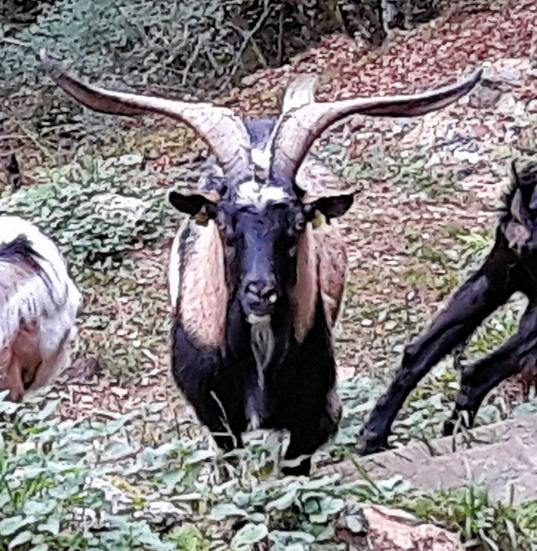 Via ferrata goats 02