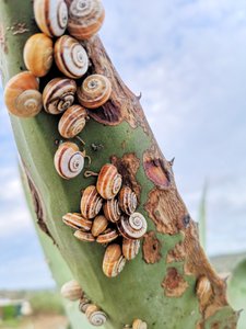 Carrapateira Snails on Agave 