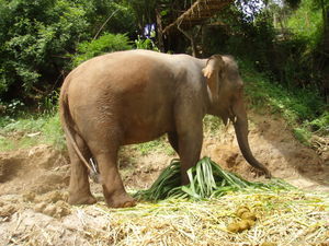 Elephant by the side of the river