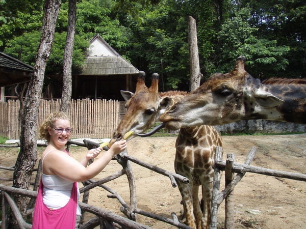 Feeding the giraffe's